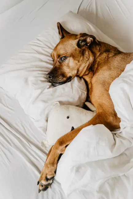 Kedi ve Köpeklerde İlk Yardım Uygulamaları