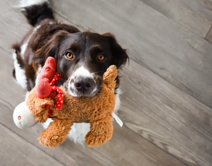 Köpeklerde Yalancı Gebelik Hakkında Bilinmesi Gerekenler