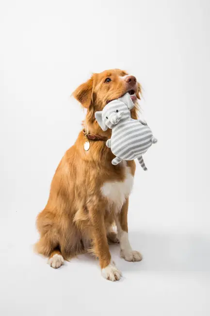 Köpeklerde Yalancı Gebelik Hakkında Bilinmesi Gerekenler