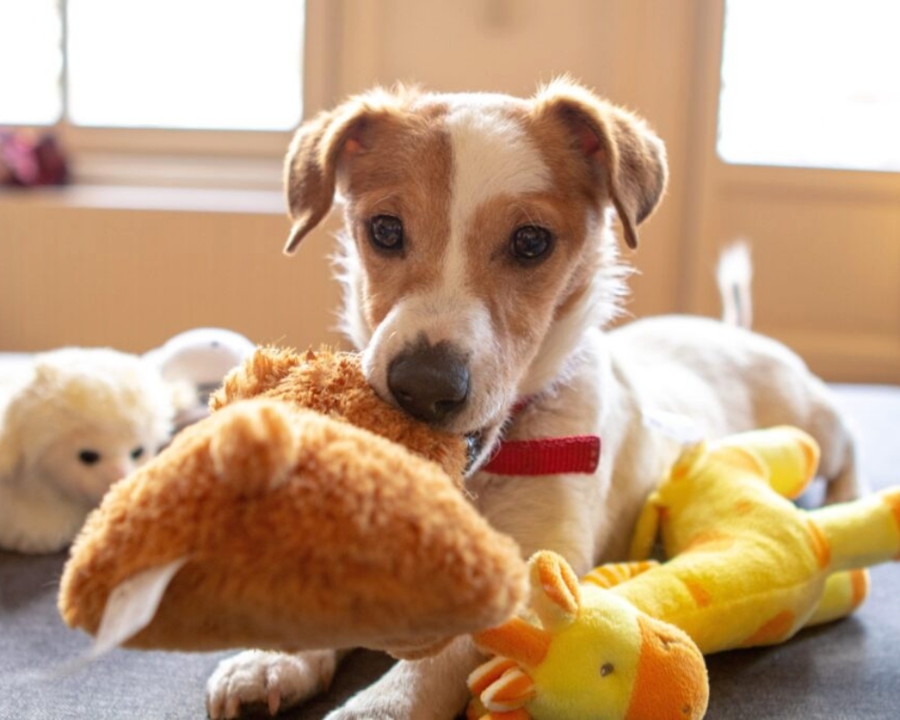 Köpeklerde Yalancı Gebelik Hakkında Bilinmesi Gerekenler