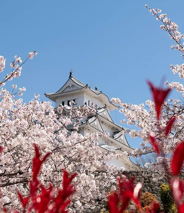 Japonya’da Baharın En Büyüleyici Hali: Kiraz Çiçeği Sakura Festivali