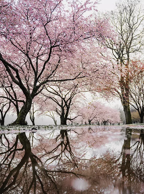 Japonya’da Baharın En Büyüleyici Hali: Kiraz Çiçeği Sakura Festivali