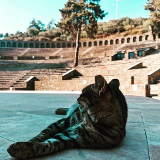 Ön planda uzanıp sağa doğru bakan, patisiyle yüzünü temizleyen bir tekir kedi, arka planda yemyeşil bir tepenin yamacında yer alan, sıralı taş koltuklara sahip geniş Marmaris Amfi Tiyatrosu'nun tarihi dokusunu gözler önüne seriyor.