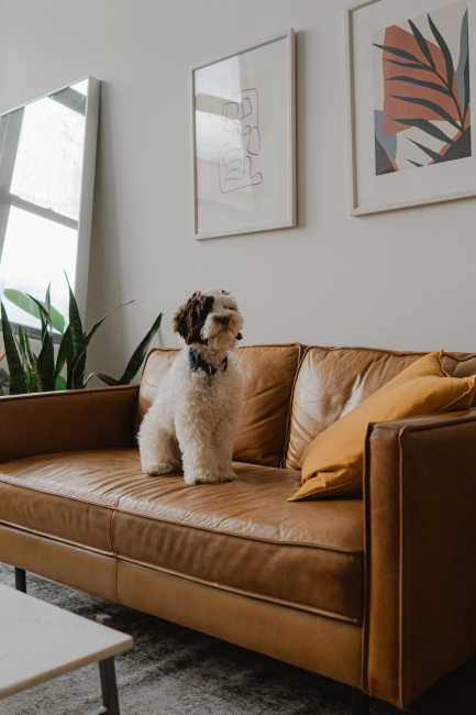 Modern bir oturma odasında, kahverengi deri bir kanepenin üzerinde oturan, kıvırcık beyaz ve kahverengi tüylere sahip, tasmalı sevimli bir köpek, evcil dostlarımızın sağlıklı ve mutlu bir yaşam sürmeleri için önemli olan Köpek Bakımı ve rutinleri konusundaki makalenin içeriğini destekliyor.