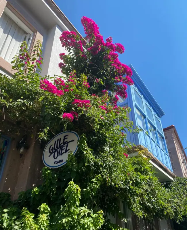 Cunda Adası'nda, geleneksel Rum mimarisine sahip Güle Otel'in cephesi, canlı pembe begonviller ve yemyeşil sarmaşıklarla bezenmiş, otelin mavi penceresiyle birlikte Ayvalık'ın karakteristik sıcak ve tarihi atmosferini yansıtan keyifli bir görüntü sunuyor.