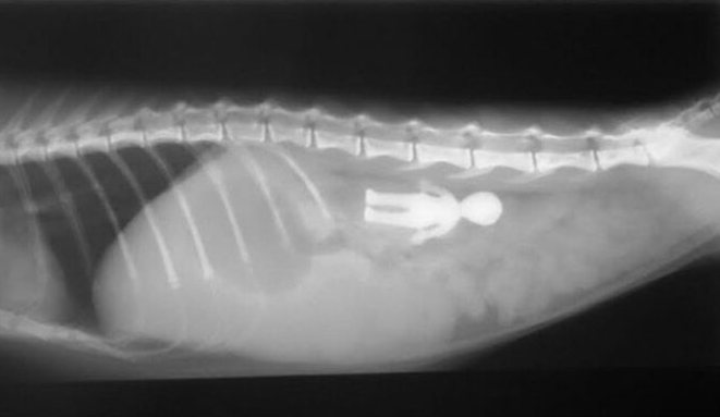Kedi ve Köpeklerin Yabancı Cisim Yutması