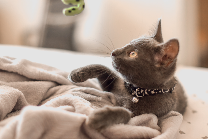 Kedi ve Köpeklerin Yabancı Cisim Yutması