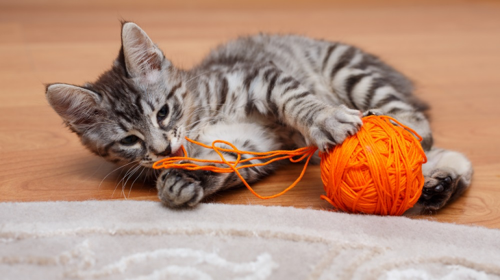 Kedi ve Köpeklerin Yabancı Cisim Yutması