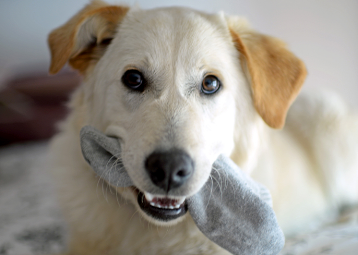 Kedi ve Köpeklerin Yabancı Cisim Yutması