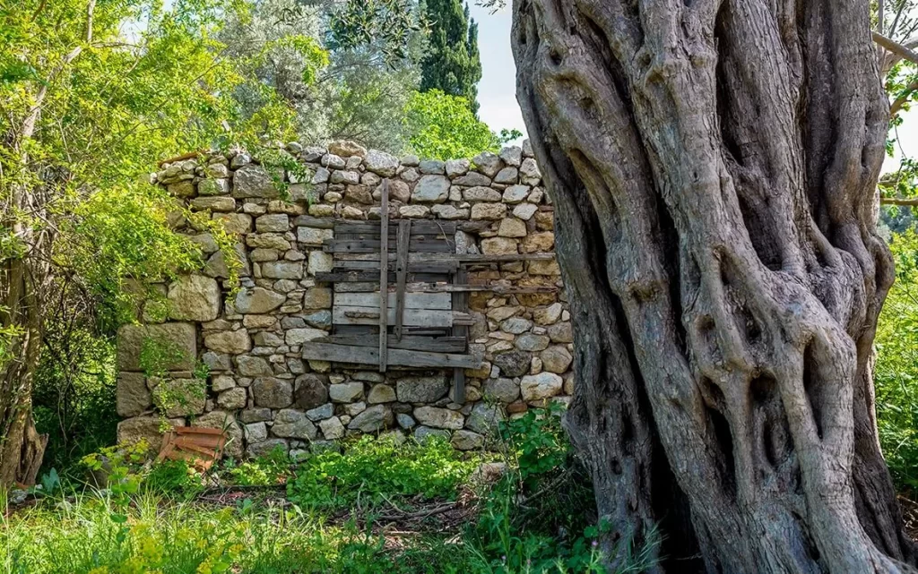 Urla'nın doğal güzellikleri ve Zeytin Rotası üzerindeki zengin tarihini yansıtan bu karede, sağda devasa, kıvrımlı ve yaşlı bir zeytin ağacının gövdesi, solunda ise yeşilliklerin sardığı, ahşap kalaslarla kapatılmış pencereli, taş örgülü eski bir yapı duvarı dikkat çekiyor.