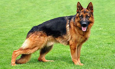 Alman Kurdu cinsine ait, parlak siyah ve kahverengi tüyleri, dik kulakları ve hafifçe açık ağzıyla yeşil çimenlerin üzerinde asil bir duruş sergileyen bu köpek, rehberdeki köpek cinsleri ve özellikleri arasında koruyucu ve sadık yapısıyla öne çıkıyor.