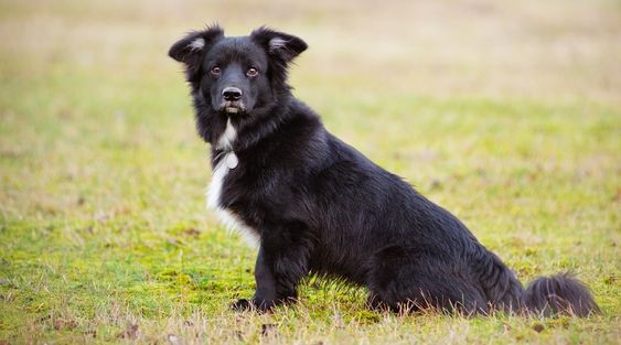 Çim zeminde oturmuş, siyah tüyleri ve beyaz göğüs lekesiyle dikkat çeken, gözlerini doğrudan kameraya odaklamış bu zeki ve yüksek enerjili Border Collie köpeği, köpek cinsleri arasındaki hareketli özelliklerini sergiliyor.