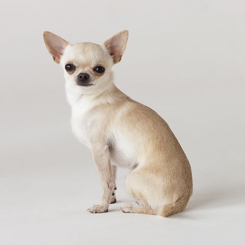 Açık bej rengindeki kısa tüyleri, kocaman dik kulakları ve parlak koyu gözleriyle oldukça sevimli görünen, dünyanın en küçük köpek cinslerinden biri olan bu Chihuahua, sakin bir ifadeyle doğrudan kameraya bakarken oturuyor; bu görsel, farklı köpek cinsleri ve özellikleri hakkında detaylı bilgiler sunan makalemizin konusu olan cesur dostlardan birini temsil ediyor.