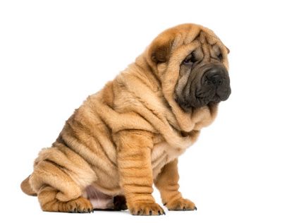 Beyaz arka plan üzerinde sakince oturan, genç yaşta daha belirgin olan derin buruşuk derisi ve karamel rengi tüyleriyle dikkat çeken bu sevimli Çin Shar Pei yavrusu, köpek cinsleri ve özellikleri rehberindeki yerini alıyor.