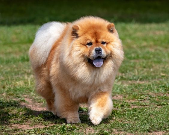 Yemyeşil çimler üzerinde neşeyle ilerleyen, yoğun kızıl-krem tüyleri, morumsu dili ve sevimli yüzüyle dikkat çeken bir Chow Chow köpeği, Köpek Cinsleri ve Özellikleri rehberimizde detaylı olarak incelenen özel ırklardan birini temsil ediyor.