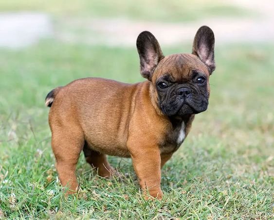 Kahverengi tüyleri, siyah maskesi ve karakteristik dik kulaklarıyla sevimli bir Fransız Bulldog yavrusu, çimenlik alanda hafif asık suratlı ama meraklı bir ifadeyle poz veriyor; bu köpek cinsi, özel özellikleri ile evinize neşe katabilecek dostlardan biri olarak öne çıkıyor.