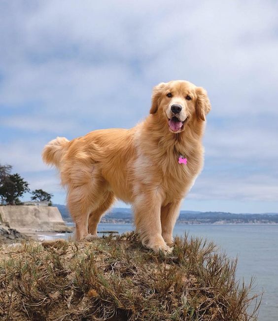 Sıcakkanlı ve sevecen doğasıyla bilinen, uzun sarı tüylü bir Golden Retriever, denize nazır yeşillikli bir uçurumda durarak Köpek Cinsleri ve Özellikleri rehberinde bahsedilen ırkına özgü güzelliği sergiliyor.