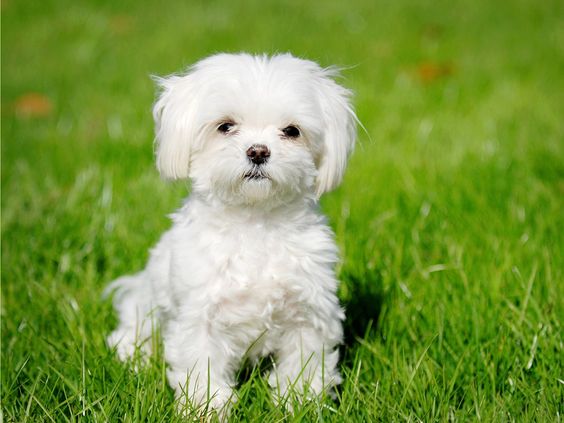 Parlak yeşil çimlerin üzerinde oturan, bembeyaz dalgalı tüyleri ve koyu renk gözleriyle dikkat çeken sevimli bir Maltese Terrier köpeği, köpek cinsleri ve özellikleri hakkında bilgi veren bu rehberin ilgi isteyen ve duygusal dostlarından birini temsil ediyor.