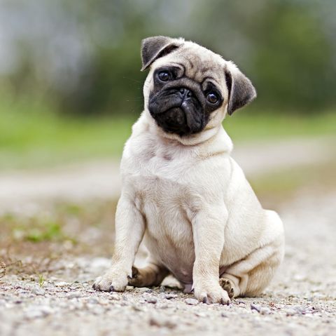 Köpek Cinsleri ve Özellikleri rehberindeki yerini alan, apartman hayatına uygunluğuyla bilinen sevimli bir Pug yavrusu, toprak zeminde oturmuş, başını yana eğmiş meraklı gözlerle etrafa bakıyor.