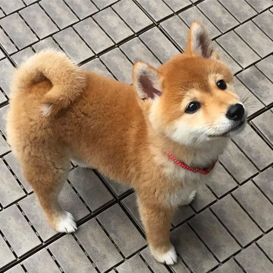 Kızıl kahverengi tüyleri, dik kulakları, kıvrık kuyruğu ve boynundaki kırmızı tasmasıyla sevimli bir Shiba Inu yavrusu, Köpek Cinsleri ve Özellikleri rehberindeki bu bölümde tanıtılan Japon kökenli cinsin karakteristik görselliğini yansıtıyor.