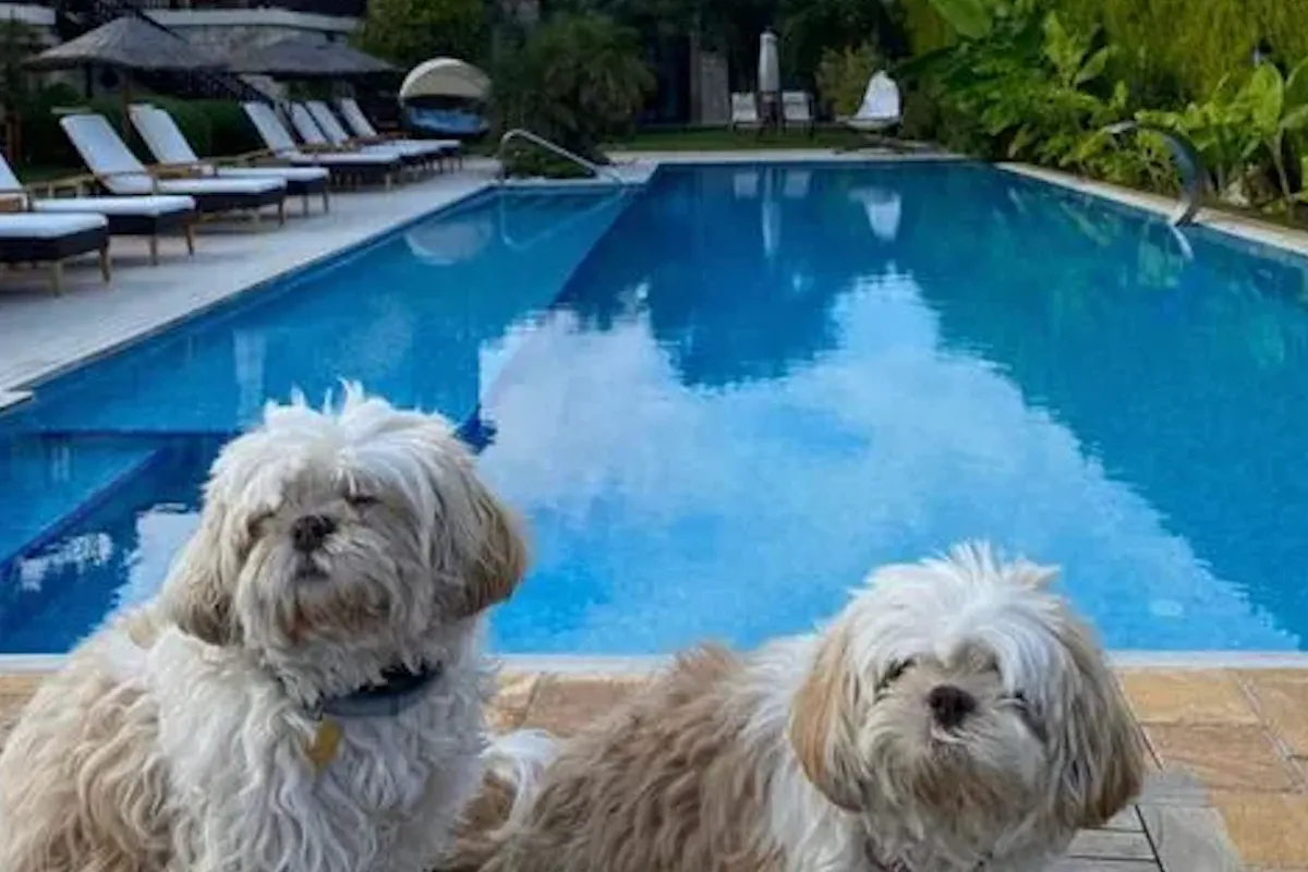 Alaçatı Kapari evcil hayvan dostu otelin masmavi havuzunun kenarında, beyaz ve kahverengi tüylere sahip, biri gözleri kapalı dinlenen iki sevimli Shih Tzu köpeği, arka plandaki şık şezlonglar ve yemyeşil bitki örtüsüyle huzurlu bir tatil atmosferi yaratıyor.