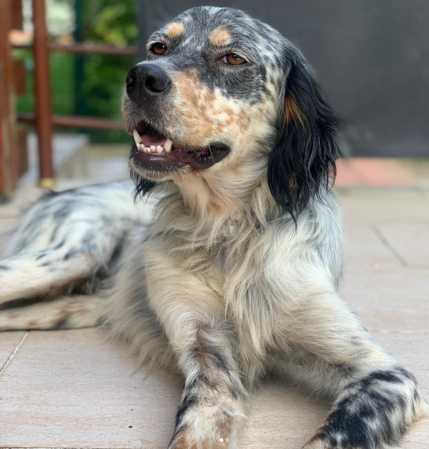 OGGUSTO Pets editörü Arthur olarak tanıtılan, gri ve beyaz benekli vücut tüylerine, siyah uzun sarkık kulaklarına, kahverengi yüz ve burun çevresine sahip, Setter cinsi bir köpeğin ağzı hafif açık, sakin bir şekilde dış mekandaki fayans zeminde dinlenirken çekilmiş portresi, köpek cinsleri ve özellikleri üzerine rehberdeki detaylara vurgu yapıyor.