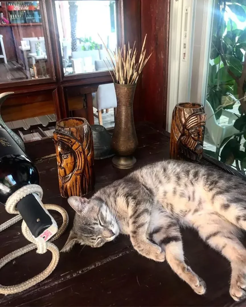 Koyu ahşap bir masanın üzerinde, ip sarılı bir şarap şişesi ve dekoratif objelerin arasında huzurla uyuyan gri tekir kedi, Bozburun Dolphin Hotel'in evcil hayvan dostu otel özelliğini doğal bir sıcaklıkla sergiliyor.