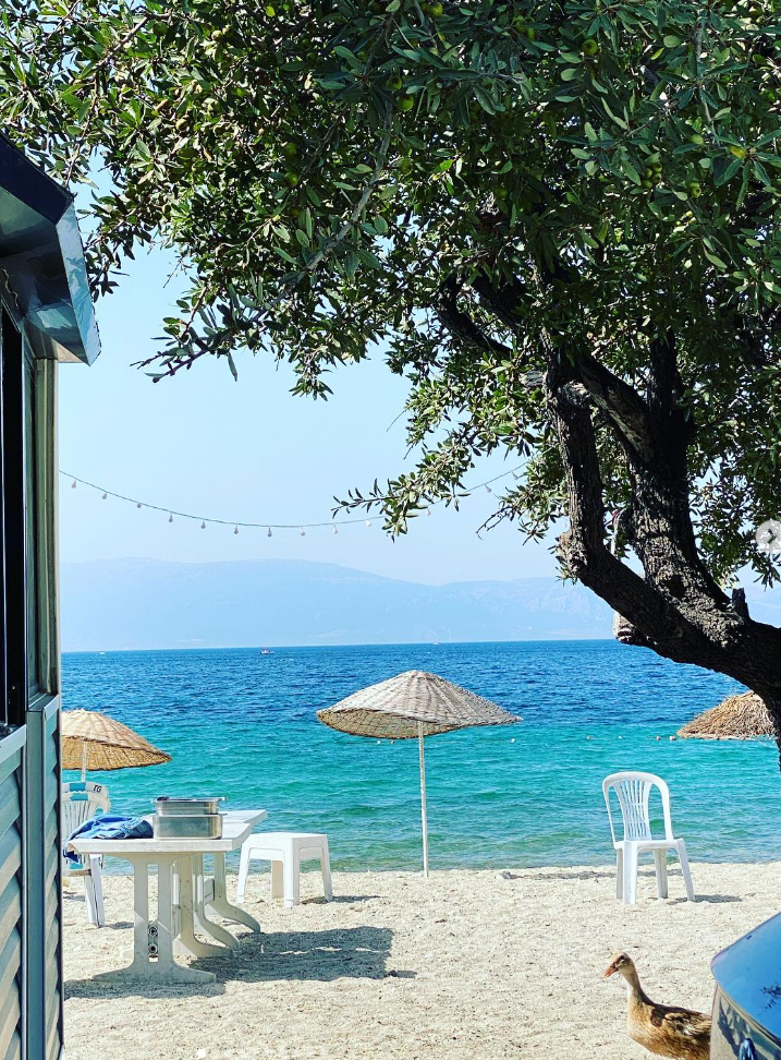 Foça'nın berrak turkuaz sularıyla buluşan altın kumlu sahilinde, gölgelik sunan yaşlı bir zeytin ağacının altında, hasır şemsiyeler ve beyaz masa sandalyelerle Ege'nin huzurlu bir plaj köşesi, uzakta yükselen dağlar ve kıyıda dolaşan sevimli bir ördek ile Foça'nın doğal güzelliklerini yansıtan keyifli bir gün.