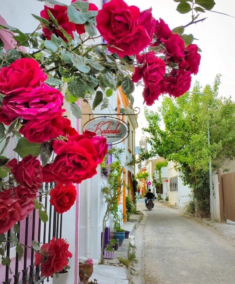 Bozcaada'nın merkezindeki dar, taş sokakta, Kalinda Otel'in beyaz duvarlarını saran canlı kırmızı güllerin ve renkli saksıların önünden geçen bir motosikletliyle, Kuzey Ege'nin romantik kaçış rotası Bozcaada'nın sıcak ve samimi atmosferini yansıtan büyüleyici bir an.