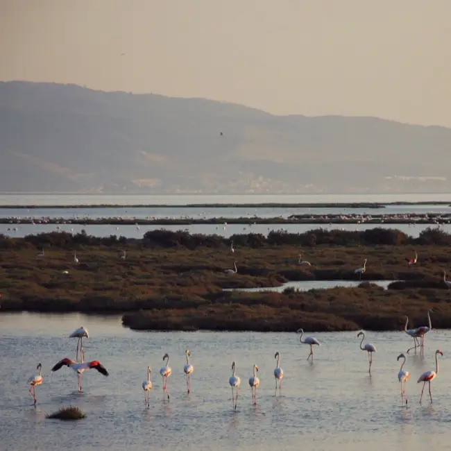 Ege'nin popüler rotası Foça'ya yakın, İzmir Kuş Cenneti'nde bataklık ve sığ su alanlarında zarifçe yürüyen pembe kanatlı flamingoların ve kanatlarını açmış bir kuşun sakin gün batımı ışığında izlendiği büyüleyici bir doğal yaşam alanı.