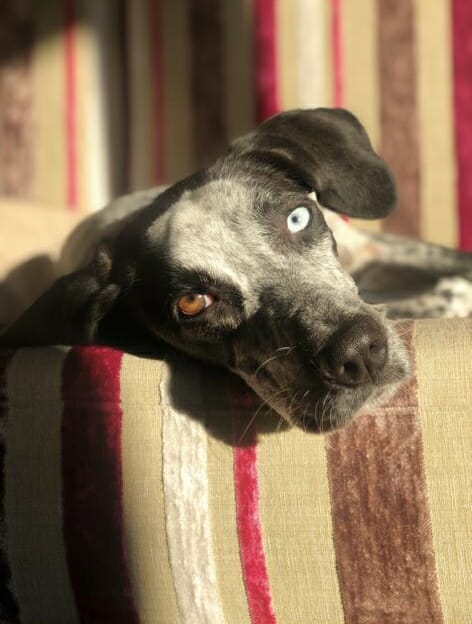 Yüzünde beyaz, gri ve kahverengi beneklerin bulunduğu koyu renk tüylere sahip, bir gözü kahverengi diğer gözü ise buz mavisi olan, çizgili bir minder üzerinde dinlenirken Köpek Cinsleri ve Özellikleri başlıklı bu yazıda adı geçen Merlot'u yansıtan bir Pointer köpeği.