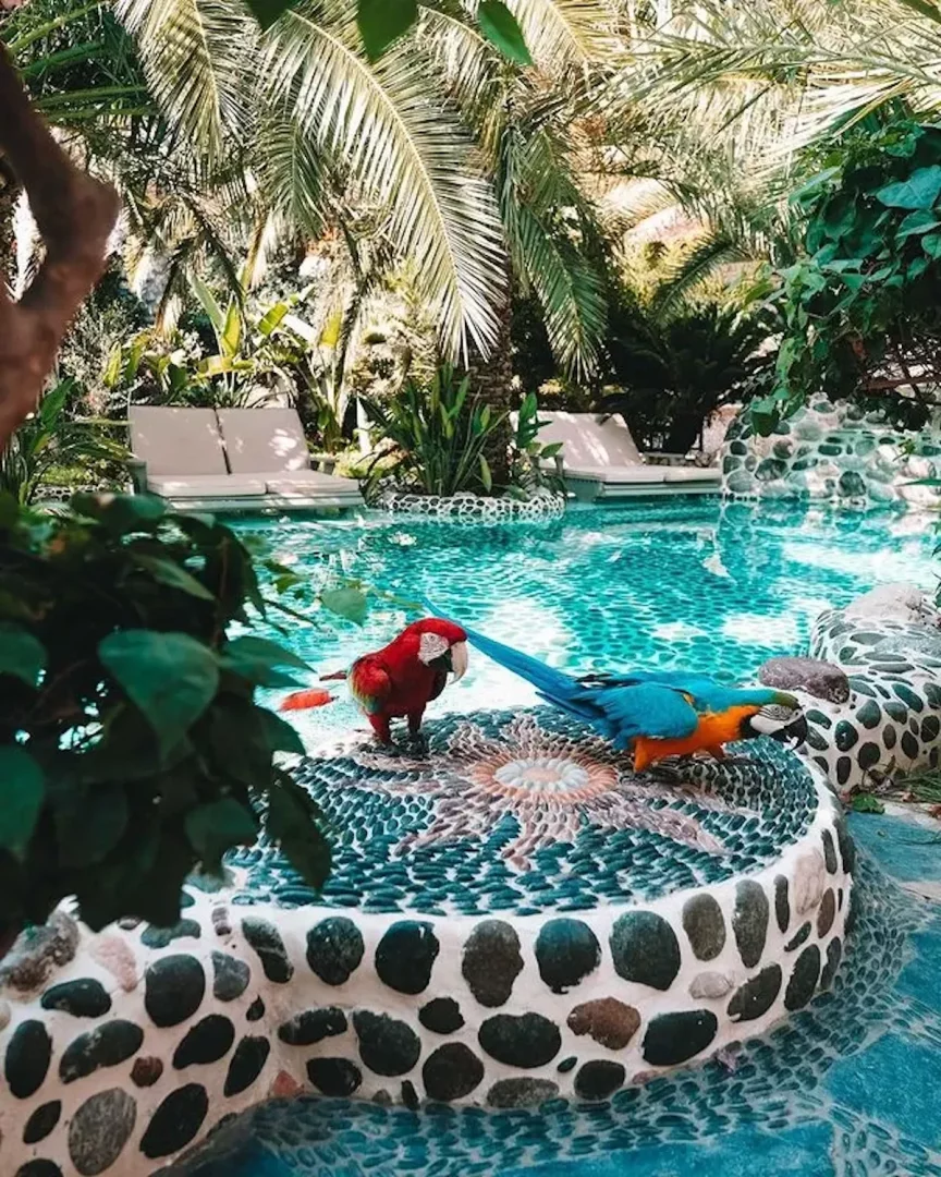 Ölüdeniz Flamingo Hotel & Spa'nın evcil hayvan dostu konseptine uygun olarak, güneşli bir havuz kenarında, palmiye ağaçları ve tropikal bitkilerle çevrili çakıl taşlarıyla süslenmiş alçak bir platform üzerinde duran kırmızı ve mavi-sarı renkteki iki canlı papağan, otelin huzurlu atmosferini ve doğal yaşamla iç içe deneyimini vurguluyor.