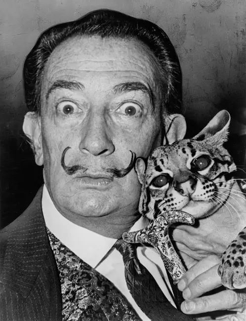 Kara ve beyaz bu fotoğrafta, ikonik bıyıkları, şaşkın bakışları ve desenli kravatıyla Salvador Dalí, vahşi bir ocelot kedisini kucağında tutarken, sanatçının hayatının bilinmeyen yönlerini yansıtan süslü bir bastonu da elinde tutuyor.