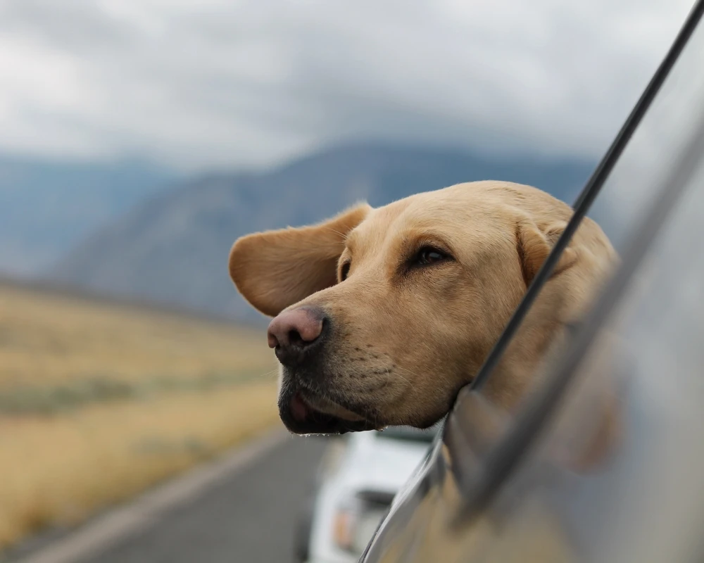 Kedi ve Köpeklerde Taşıt Tutmasına Karşı Alınması Gereken Önlemler