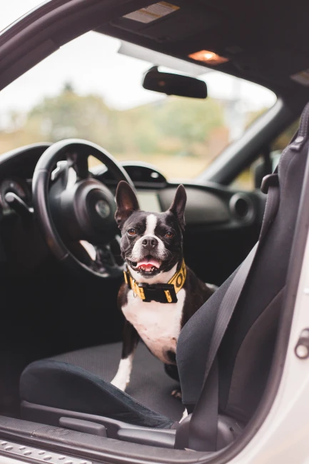 Kedi ve Köpeklerde Taşıt Tutmasına Karşı Alınması Gereken Önlemler