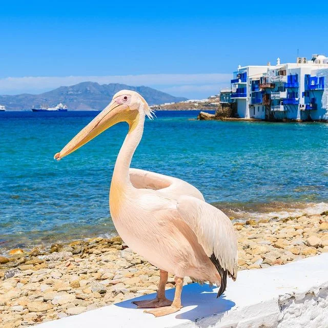 Mikonos Pelikanları (Petros)