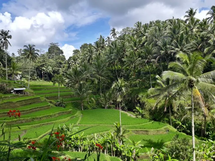 Bali Ubud’daki Tegalalang Pirinç Tarlaları’nda palmiyeler ve tropik bitki örtüsüyle çevrili yemyeşil teras manzarası