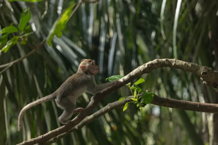 Bali Ubud’daki Sacred Monkey Forest Sanctuary’de ağaç dalında duran uzun kuyruklu makak maymunu