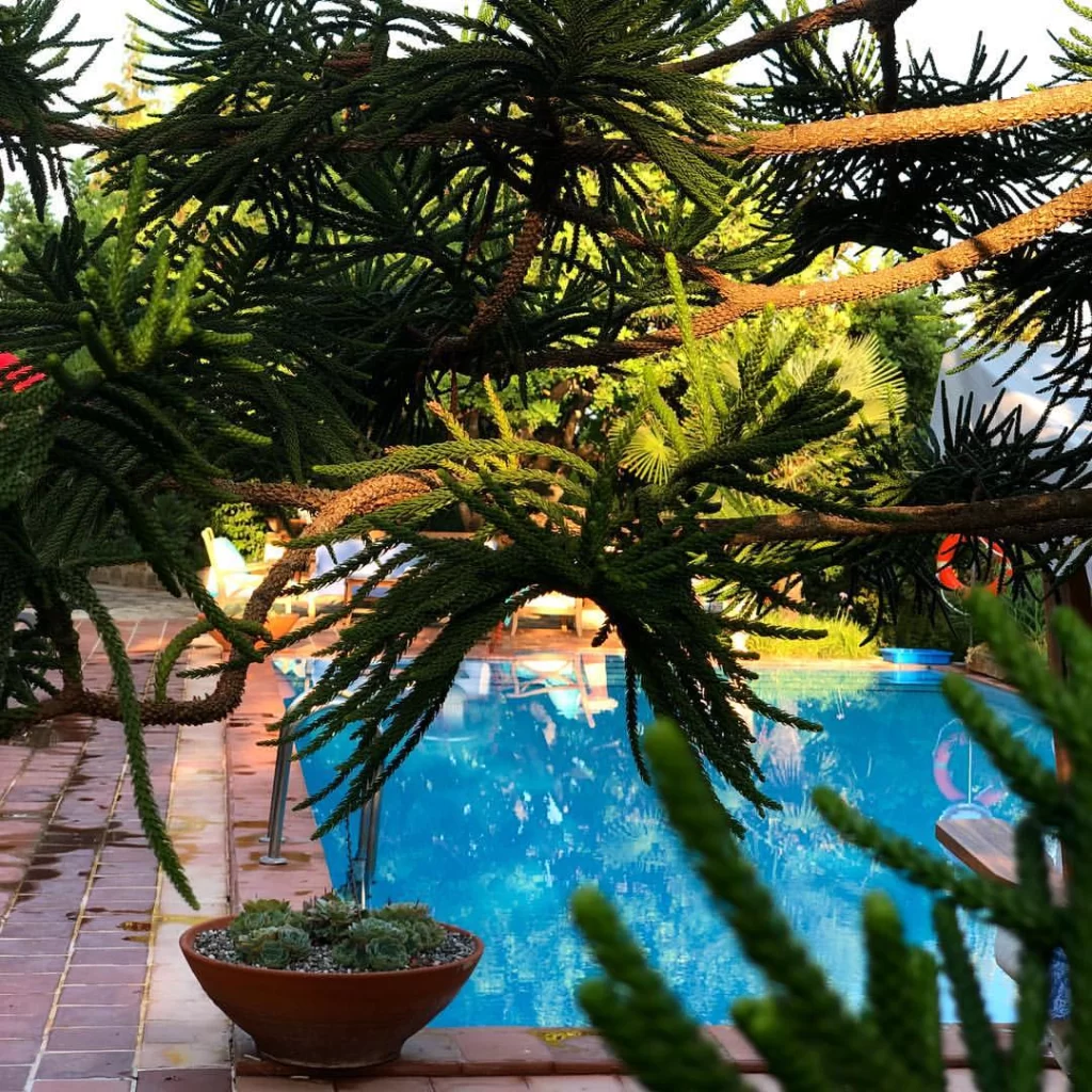 Ön plandaki sık iğne yapraklı ağaç dallarının arasından görünen berrak mavi bir yüzme havuzu, kırmızı can simidi ve havuz kenarında kahverengi bir saksıda sukulentler ile kahverengi fayans döşeme, huzurlu bir villa veya tesis terası ambiyansı oluşturuyor.