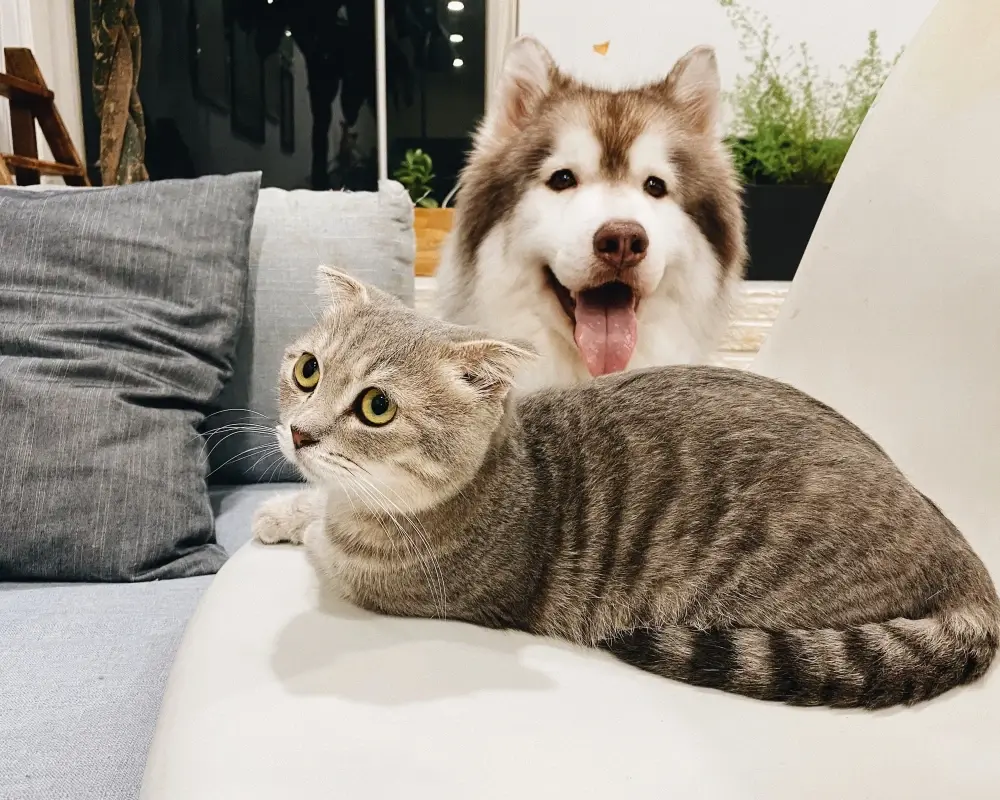 Kedi ve Köpeklerde Ameliyat Sonrası Bakım