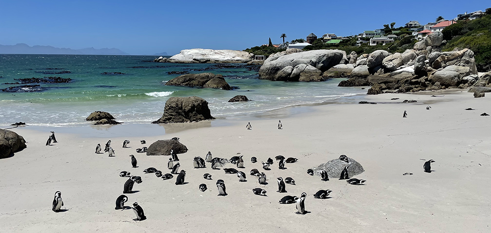 Cape Town'da İyi Yaşamın Sırlarının İzinde