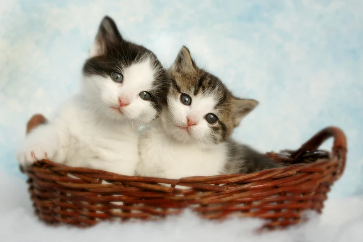 Kedi ve Köpeklere İlaç İçirme Yöntemleri