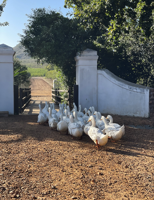 Cape Town'da İyi Yaşamın Sırlarının İzinde