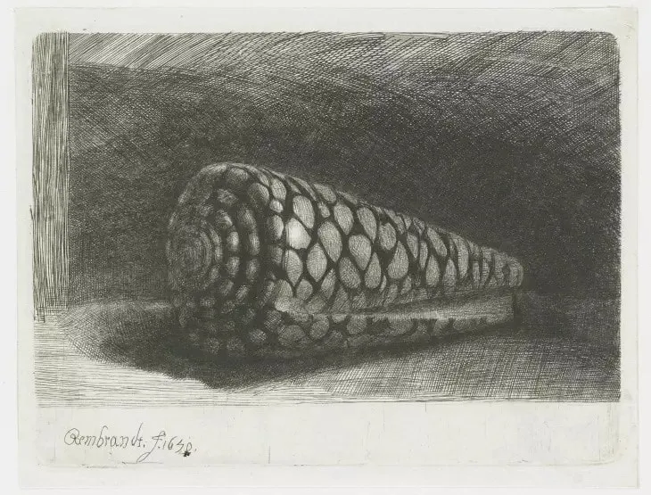 Rembrandt'ın 1642 tarihli bu detaylı gravüründe, ışığın parlakça vurduğu girift desenli, konik bir deniz kabuğu karanlık, taramalı bir zemine karşı yatay olarak konumlandırılmış, doğal formunun güzelliği ve dokusu sanatsal bir incelikle vurgulanmıştır.