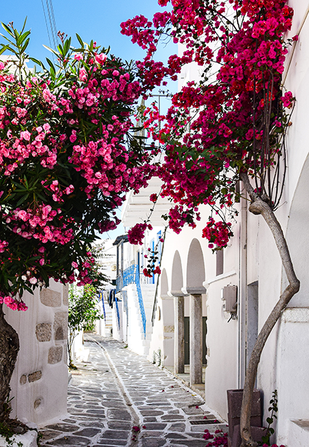 Paros adasının büyüleyici daracık taş sokaklarından birinde, bembeyaz badanalı geleneksel evleri saran ve yukarı doğru uzanan canlı pembe begonvil çiçekleri, bu Ege destinasyonunun sakin ve eşsiz güzelliğini vurgulayarak okuyuculara keyifli bir seyahat rehberi deneyimi sunuyor.