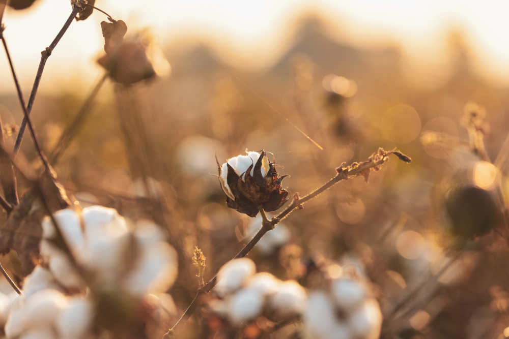 ‘Biyo’ ve ‘Yeşil’ Sandığınız Anlama Gelmiyor Olabilir
