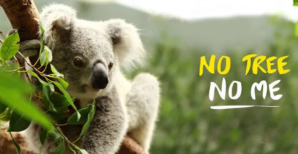 Ağaç dalında duran sevimli bir koala, arka planda ‘No Tree, No Me’ (Ağaç Yoksa, Ben de Yokum) mesajıyla doğal yaşam alanlarının önemine dikkat çekiyor.