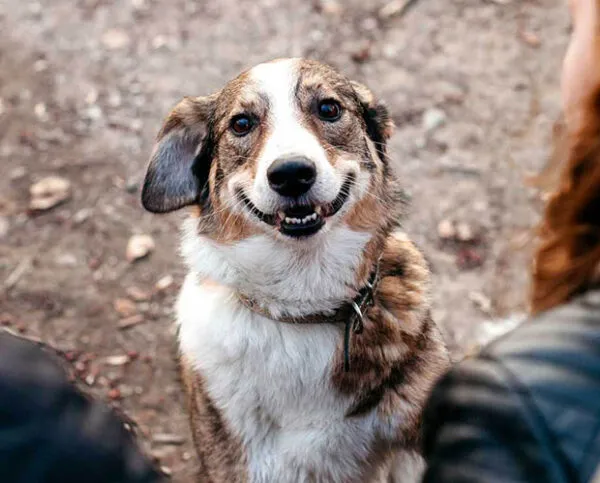 İki insan arasında oturmuş, göz teması kurarak sevimli bir şekilde gülümseyen sokak köpeği.