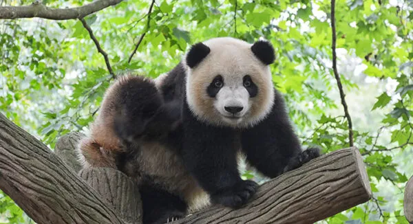 Yeşil yapraklarla çevrili ağaçta duran panda, tehdit altındaki türlerin korunmasının önemini hatırlatıyor.