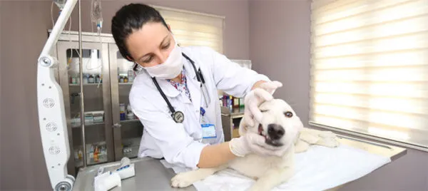 Veteriner hekim, muayene masasında beyaz köpeğin gözlerini kontrol ederken.